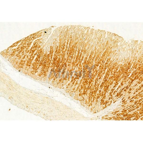 COX IV Antibody - AF5468 at 1/100 staining Mouse stomach tissue by IHC-P.