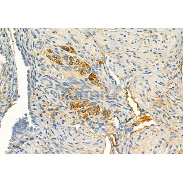 EGFR Antibody - AF6043 at 1/100 staining Mouse ovary tissue by IHC-P.