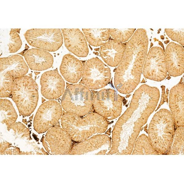 Bcl-2 Antibody - AF6139 at 1/100 staining Mouse testis tissue by IHC-P.