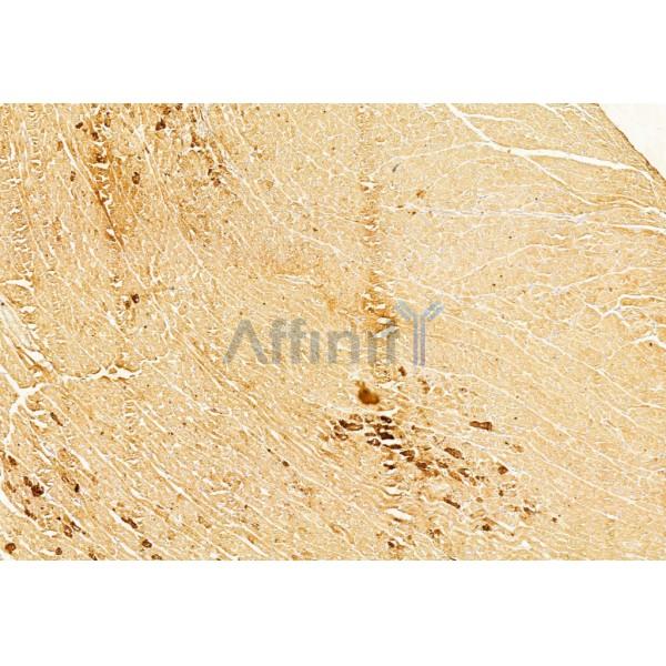 Bcl-2 Antibody - AF6139 at 1/100 staining Rat heart tissue by IHC-P.