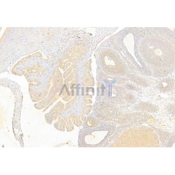 Bcl-2 Antibody - AF6139 at 1/100 staining Rat ovary tissue by IHC-P.