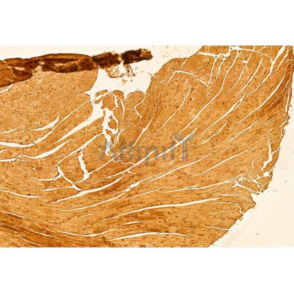 mTOR Antibody - AF6308 at 1/100 staining Mouse heart tissue by IHC-P.