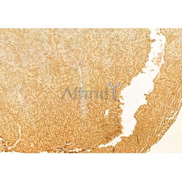 mTOR Antibody - AF6308 at 1/100 staining Rat kidney tissue by IHC-P.