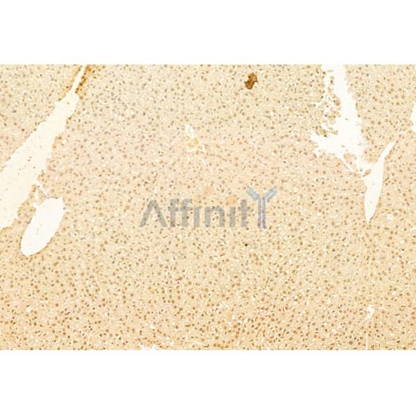 mTOR Antibody - AF6308 at 1/100 staining Rat liver tissue by IHC-P.