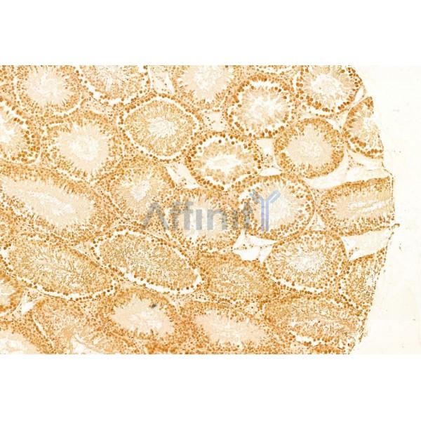 mTOR Antibody - AF6308 at 1/100 staining Rat testis tissue by IHC-P.