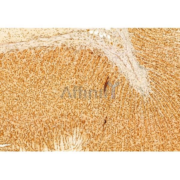 mTOR Antibody - AF6308 at 1/100 staining Rat stomach tissue by IHC-P.