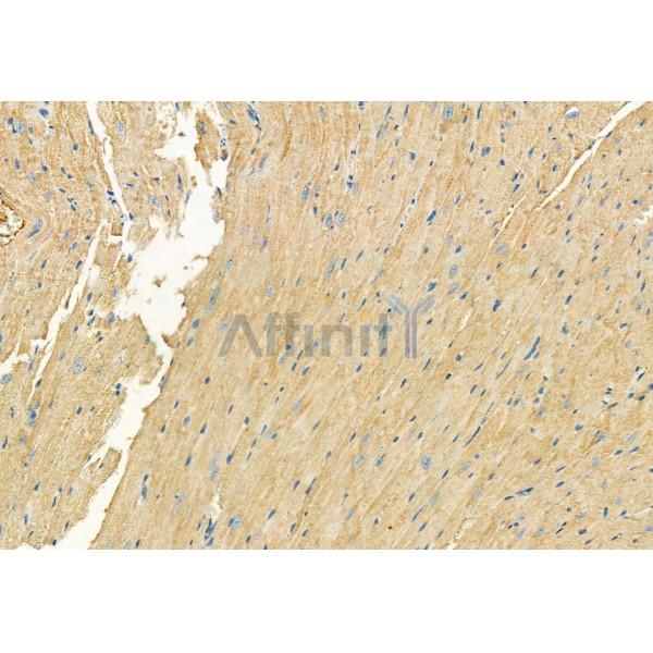 Caspase 9 Antibody - AF6348 at 1/100 staining Mouse heart tissue by IHC-P.