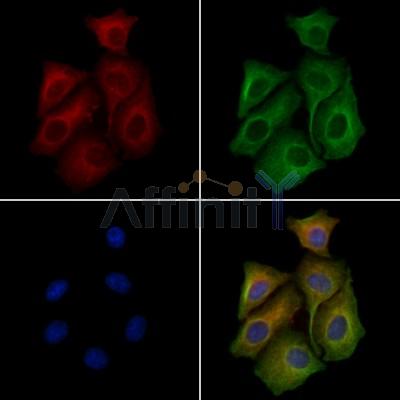 MEK1/2 Antibody - AF6384 staining Hela cells by IF/ICC.