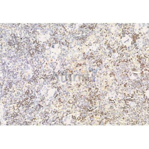 AMPK alpha Antibody - AF6423 at 1/100 staining Rat spleen tissue by IHC-P.