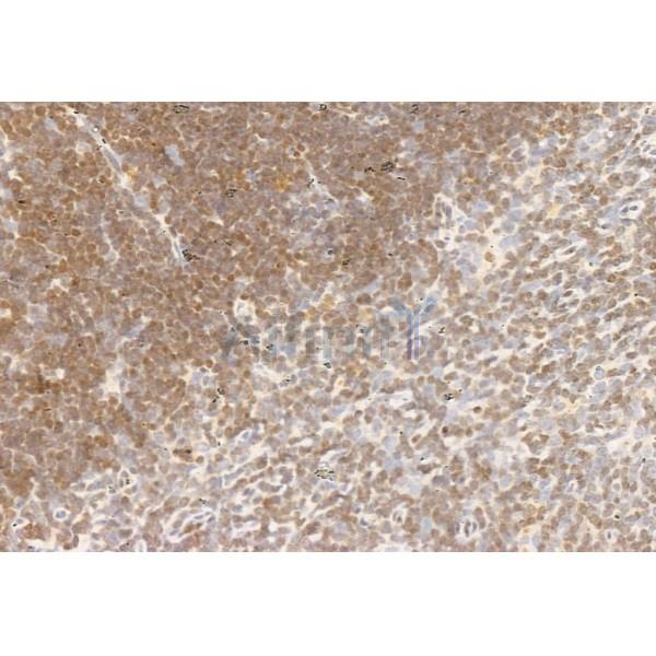 AMPK alpha Antibody - AF6423 at 1/100 staining Mouse thymus tissue by IHC-P.