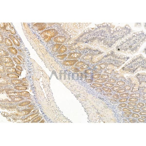 TNF alpha Antibody - AF7014 at 1/100 staining Rat colon tissue by IHC-P.