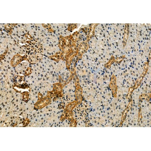 Phospho-IRE1 (Ser724) Antibody - AF7150 at 1/100 staining Rat kidney tissue by IHC-P.