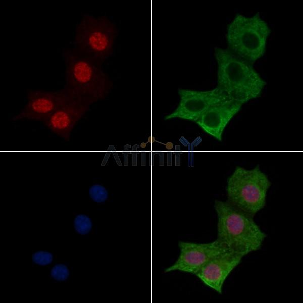 Phospho-MyoD1 (Thr115) Antibody - AF7233 staining H2O2 treated HepG2 cells by IF/ICC.
