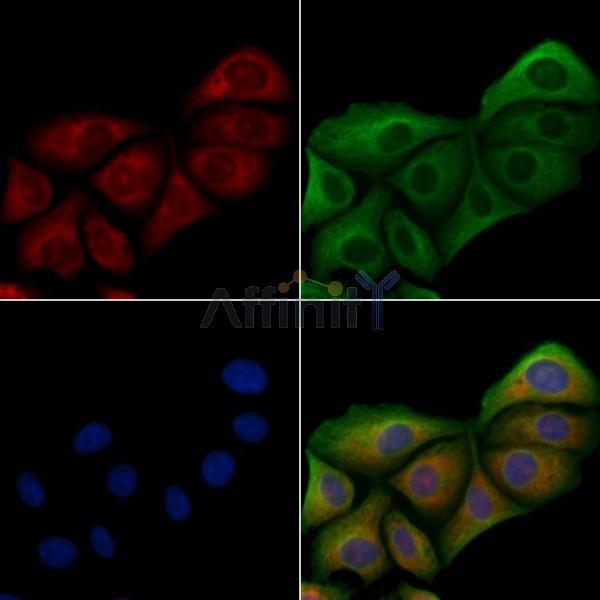 Mob3C Antibody - AF9114 staining Hela cells by IF/ICC.
