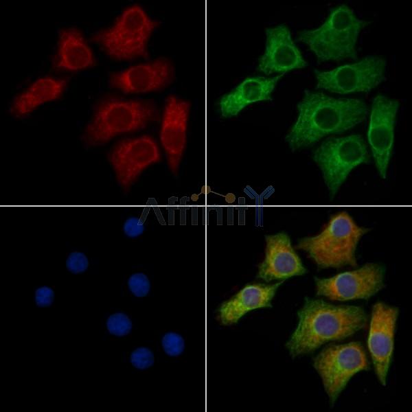 OR52J3 Antibody - DF10230 staining HepG2 cells by IF/ICC.