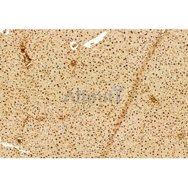 DACH1 Antibody - DF12008 at 1/100 staining Mouse liver tissue by IHC-P.