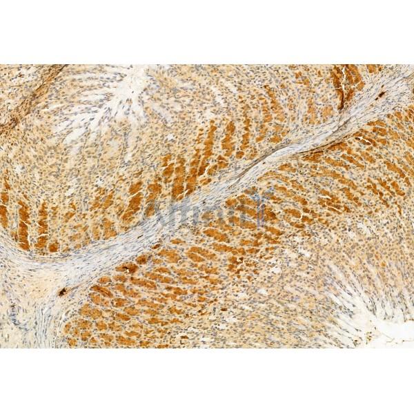 STOML2 Antibody - DF12010 at 1/100 staining Rat stomach tissue by IHC-P.