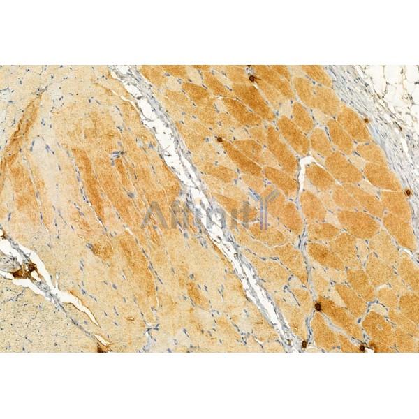 STOML2 Antibody - DF12010 at 1/100 staining Rat skin tissue by IHC-P.