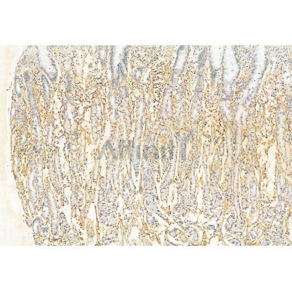 STOML2 Antibody - DF12010 at 1/100 staining Human normal tissues adjacent to gastric cancer by IHC-P.