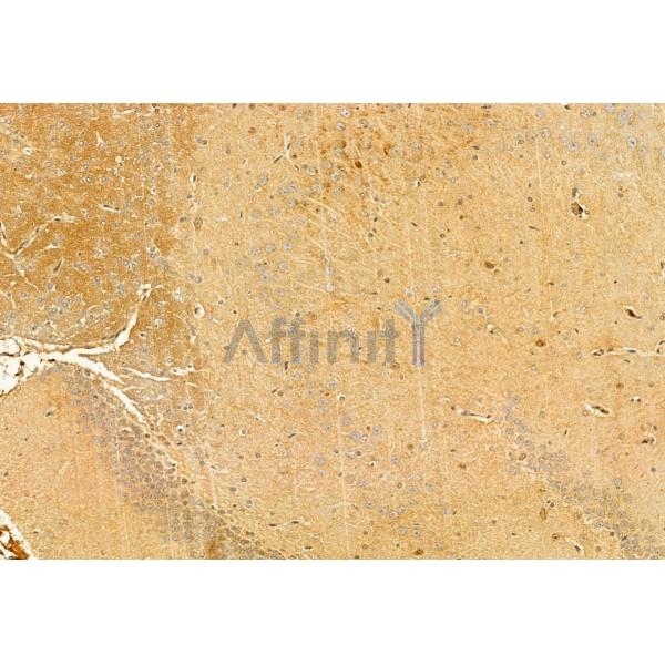 STOML2 Antibody - DF12010 at 1/100 staining Rat brain tissue by IHC-P.