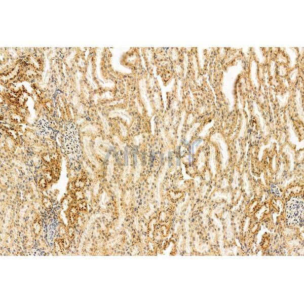 STOML2 Antibody - DF12010 at 1/100 staining Rat kidney tissue by IHC-P.