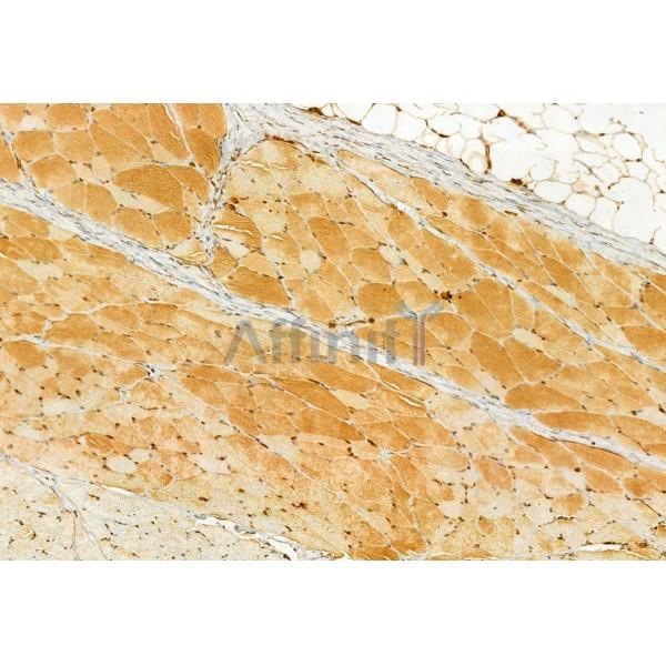 IFT20 Antibody - DF12014 at 1/100 staining Rat skin tissue by IHC-P.