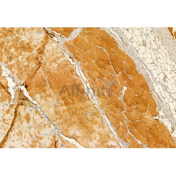 SMCR7L/MID51 Antibody - DF12019 at 1/100 staining Rat skin tissue by IHC-P.