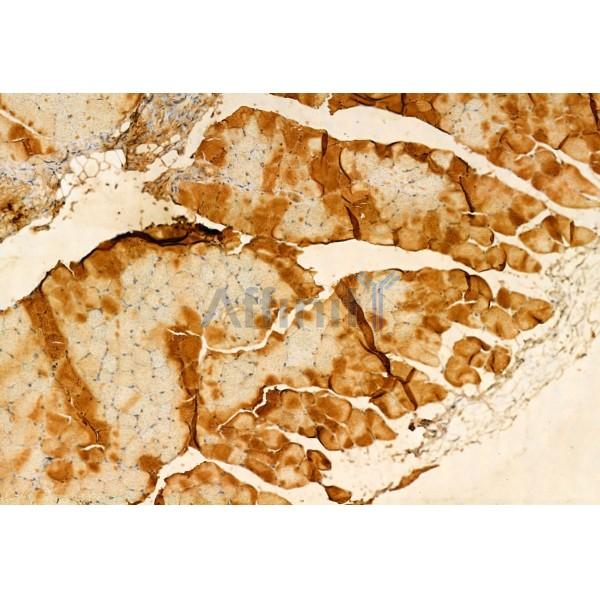SMCR7L/MID51 Antibody - DF12019 at 1/100 staining Rat muscle tissue by IHC-P.