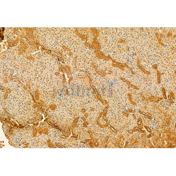SMCR7L/MID51 Antibody - DF12019 at 1/100 staining Mouse kidney tissue by IHC-P.