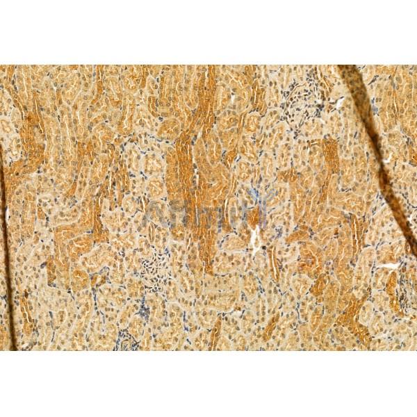 SMCR7L/MID51 Antibody - DF12019 at 1/100 staining Rat kidney tissue by IHC-P.