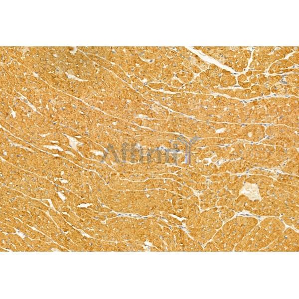 FXYD1/PLM Antibody - DF12021 at 1/100 staining Rat heart tissue by IHC-P.