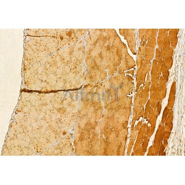 FXYD1/PLM Antibody - DF12021 at 1/100 staining Rat skin tissue by IHC-P.