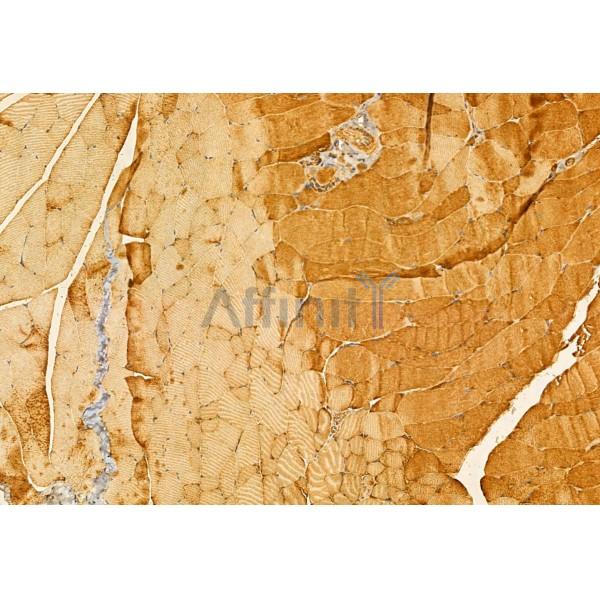 FXYD1/PLM Antibody - DF12021 at 1/100 staining Mouse muscle tissue by IHC-P.