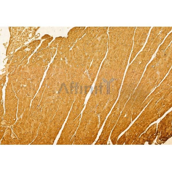 FXYD1/PLM Antibody - DF12021 at 1/100 staining Mouse heart tissue by IHC-P.