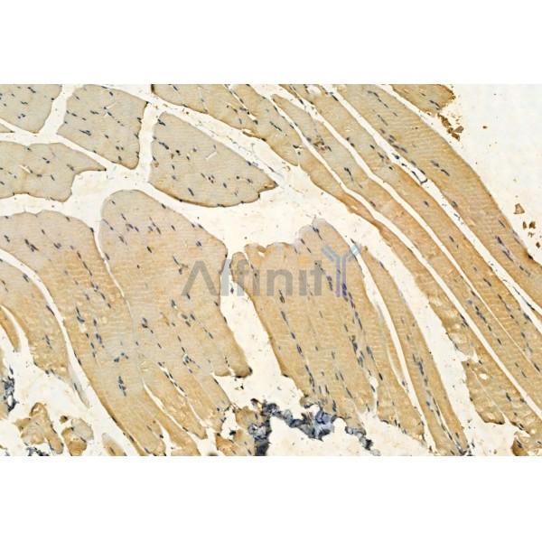 YME1L1 Antibody - DF12024 at 1/100 staining Rat muscle tissue by IHC-P.