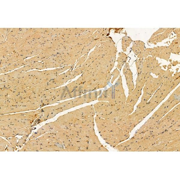 YME1L1 Antibody - DF12024 at 1/100 staining Mouse heart tissue by IHC-P.