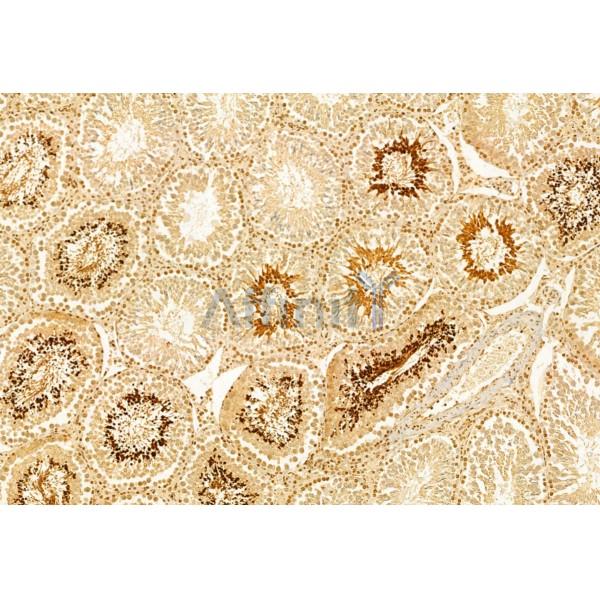 IFT140 Antibody - DF12026 at 1/100 staining Rat testis tissue by IHC-P.