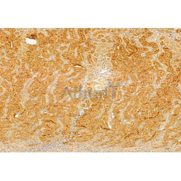 BBS5 Antibody - DF12030 at 1/100 staining Rat kidney tissue by IHC-P.