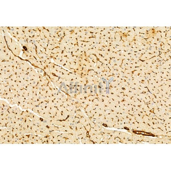 PRKCDBP Antibody - DF12035 at 1/100 staining Rat liver tissue by IHC-P.