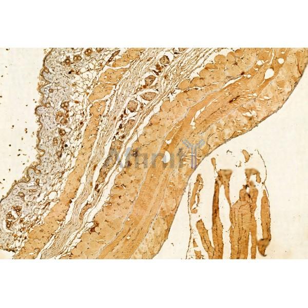 PRKCDBP Antibody - DF12035 at 1/100 staining Mouse muscle tissue by IHC-P.