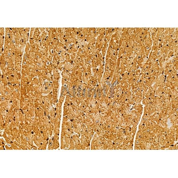 CISD1 Antibody - DF12038 at 1/100 staining Mouse heart tissue by IHC-P.