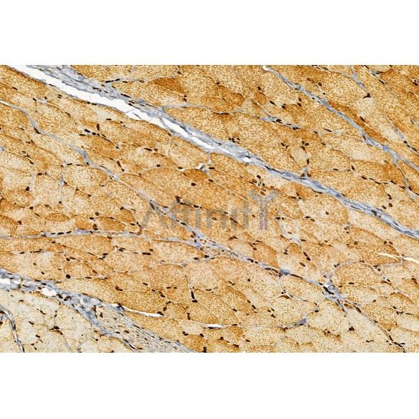 CISD1 Antibody - DF12038 at 1/100 staining Rat skin tissue by IHC-P.