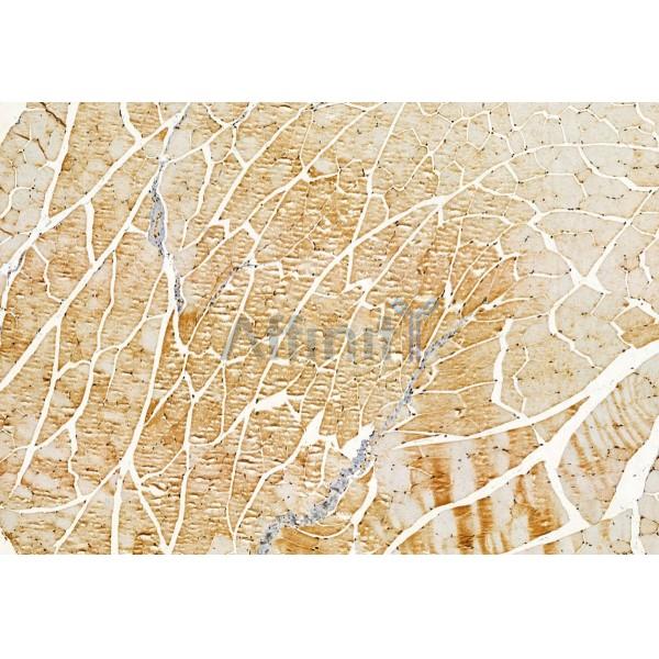 CISD1 Antibody - DF12038 at 1/100 staining Mouse muscle tissue by IHC-P.