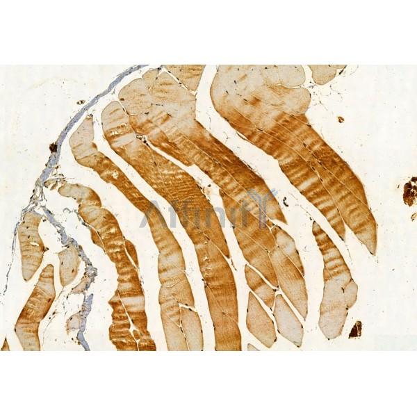 PLDN Antibody - DF12041 at 1/100 staining Mouse muscle tissue by IHC-P.