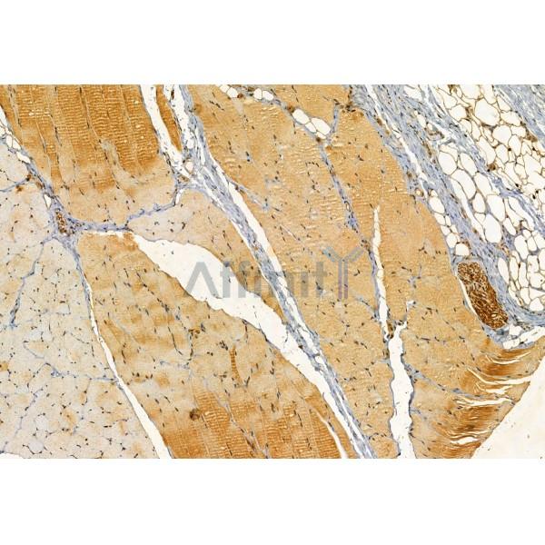 PLDN Antibody - DF12041 at 1/100 staining Rat skin tissue by IHC-P.