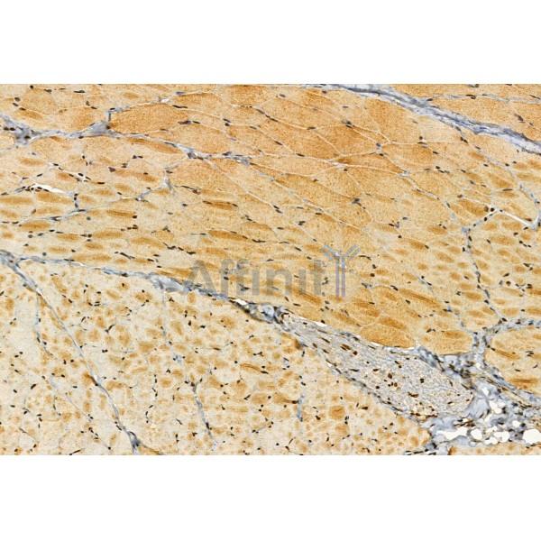 SMCR7/MID49 Antibody - DF12044 at 1/100 staining Rat skin tissue by IHC-P.