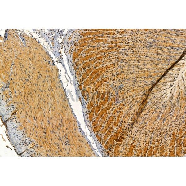 IFT57 Antibody - DF12047 at 1/100 staining Rat stomach tissue by IHC-P.