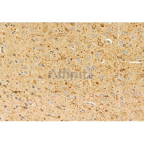 PPP1R15B Antibody - DF12050 at 1/100 staining Rat brain tissue by IHC-P.