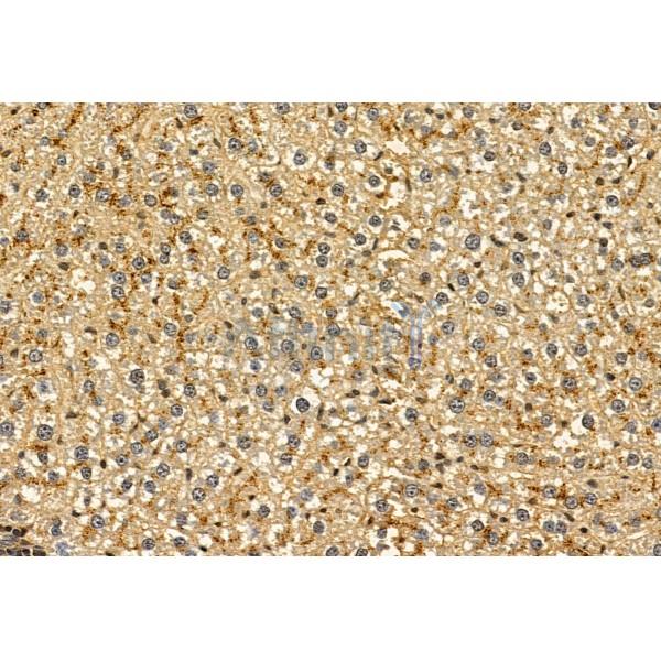 PYCR1 Antibody - DF12051 at 1/100 staining Rat liver tissue by IHC-P.