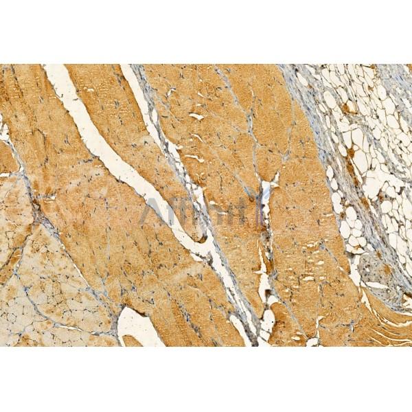 PYCR1 Antibody - DF12051 at 1/100 staining Rat skin tissue by IHC-P.